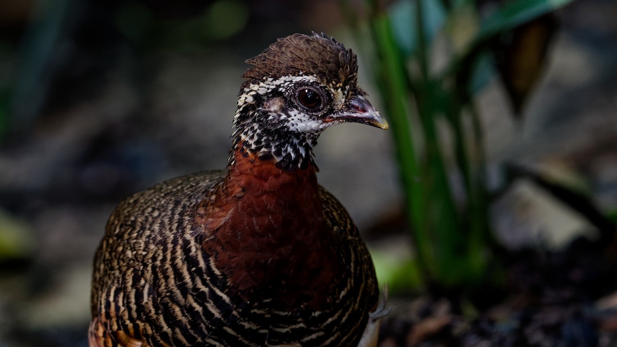 Sabah Partridge - ML645789433