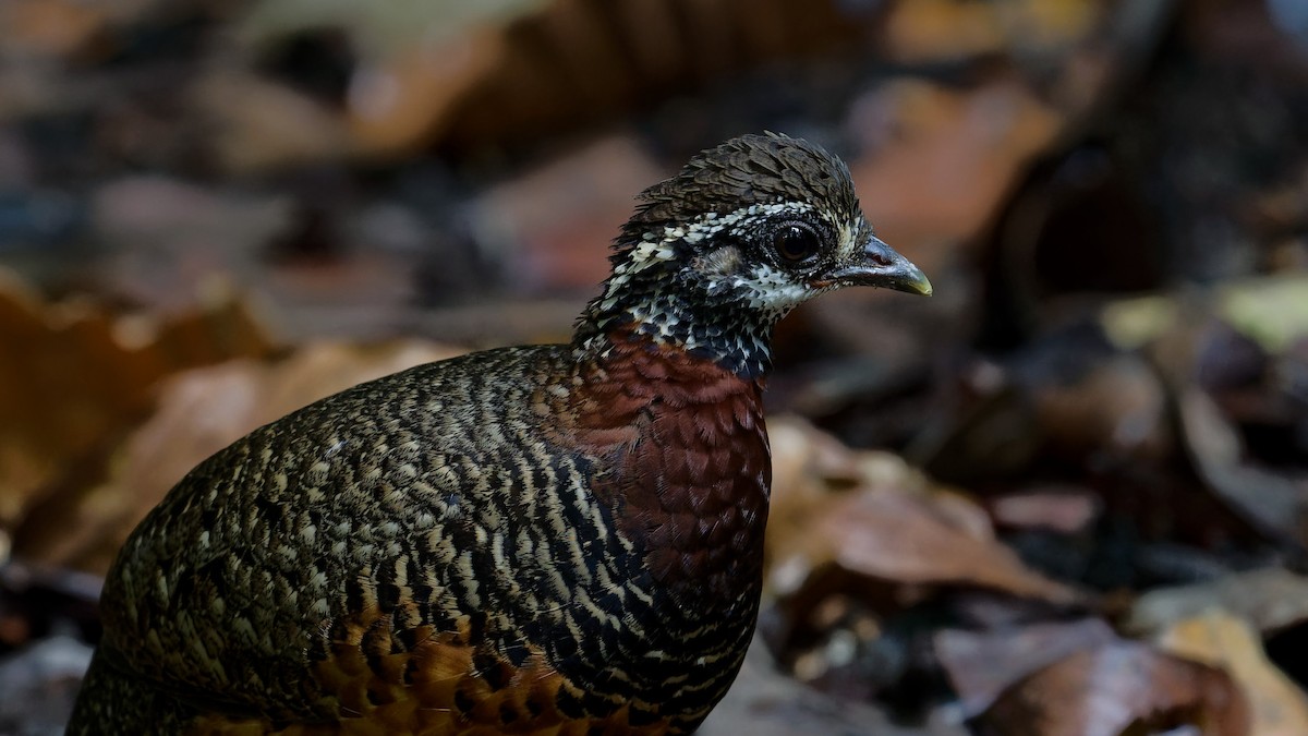 Sabah Partridge - ML645789434