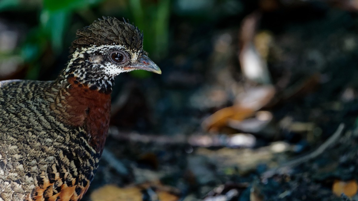 Sabah Partridge - ML645789435