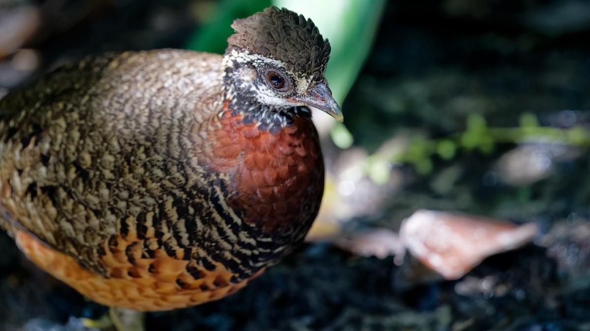 Sabah Partridge - ML645789436