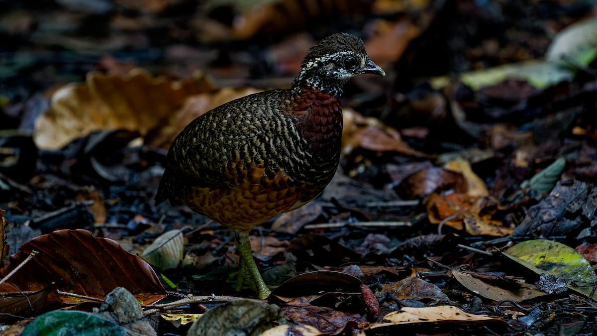Sabah Partridge - ML645789437