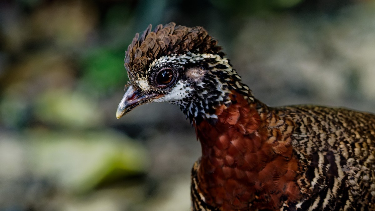 Sabah Partridge - ML645789438