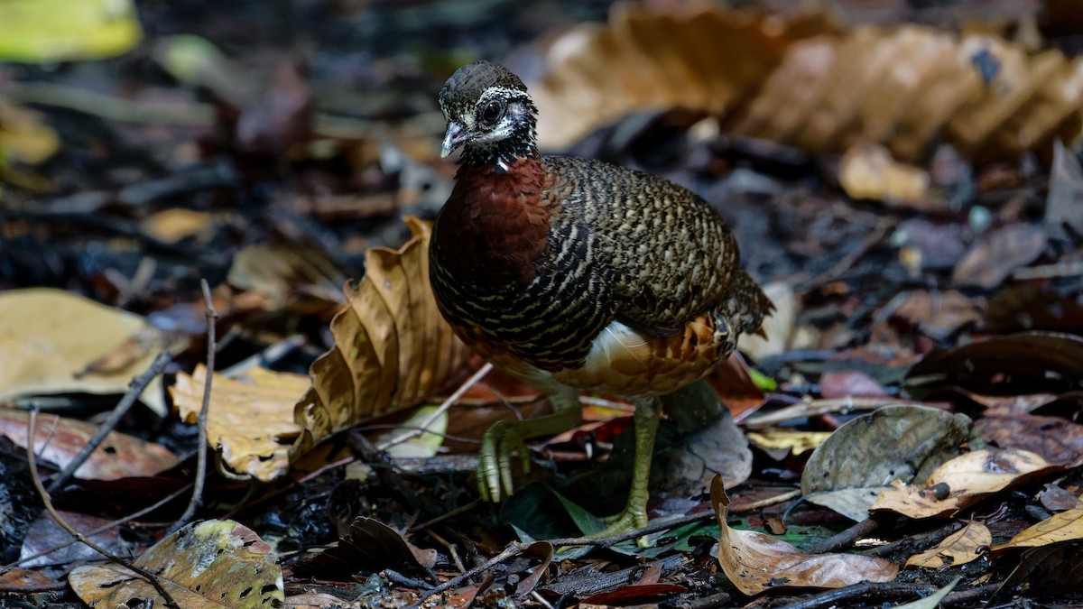 Sabah Partridge - ML645789439