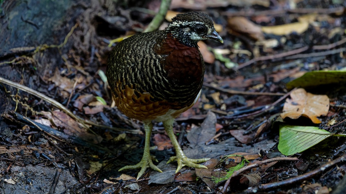 Sabah Partridge - ML645789440