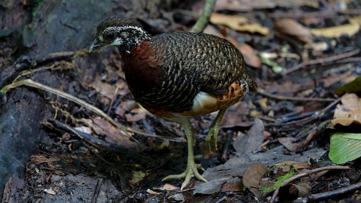 Sabah Partridge - ML645789441