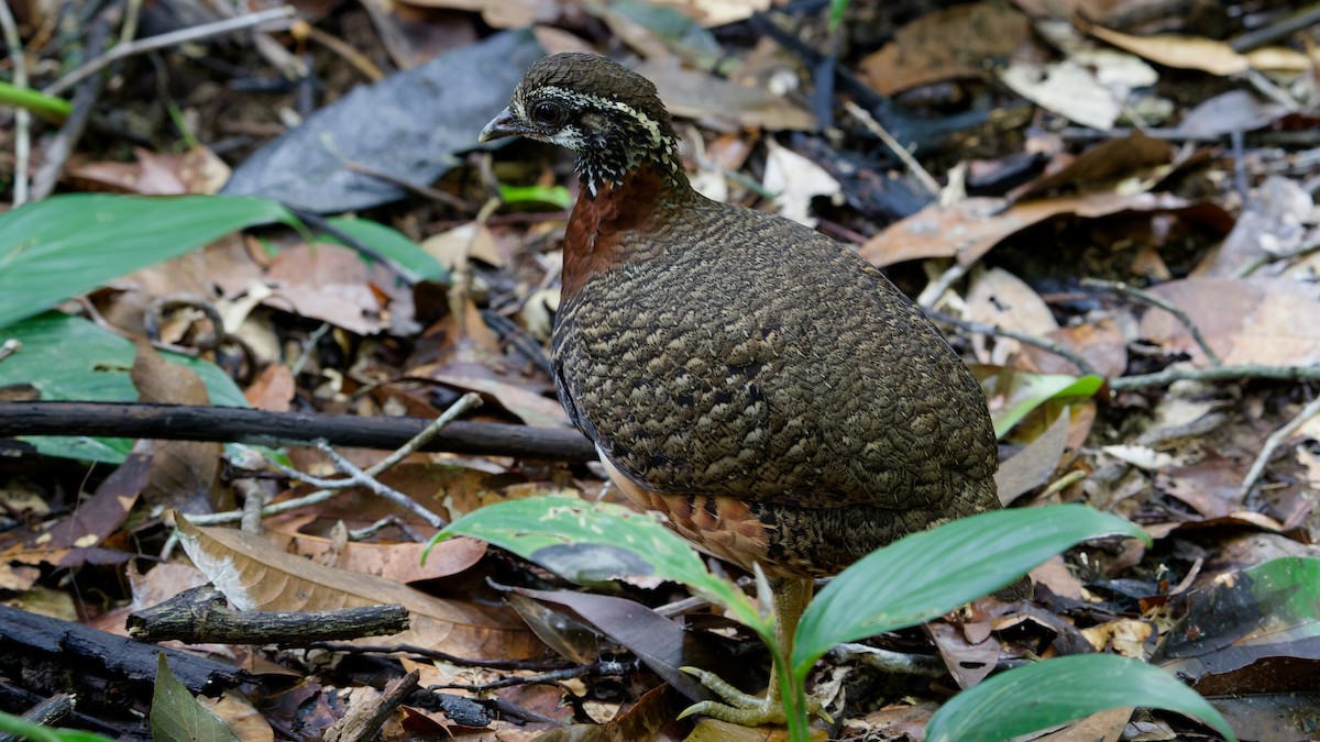 Sabah Partridge - ML645789442