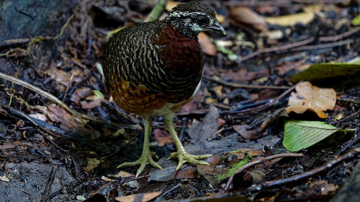 Sabah Partridge - ML645789443