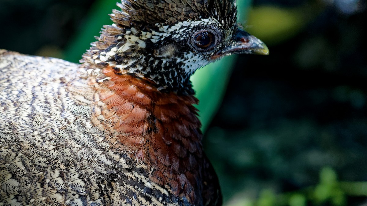 Sabah Partridge - ML645789444