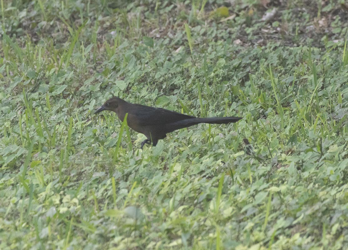Great-tailed Grackle - ML645789445