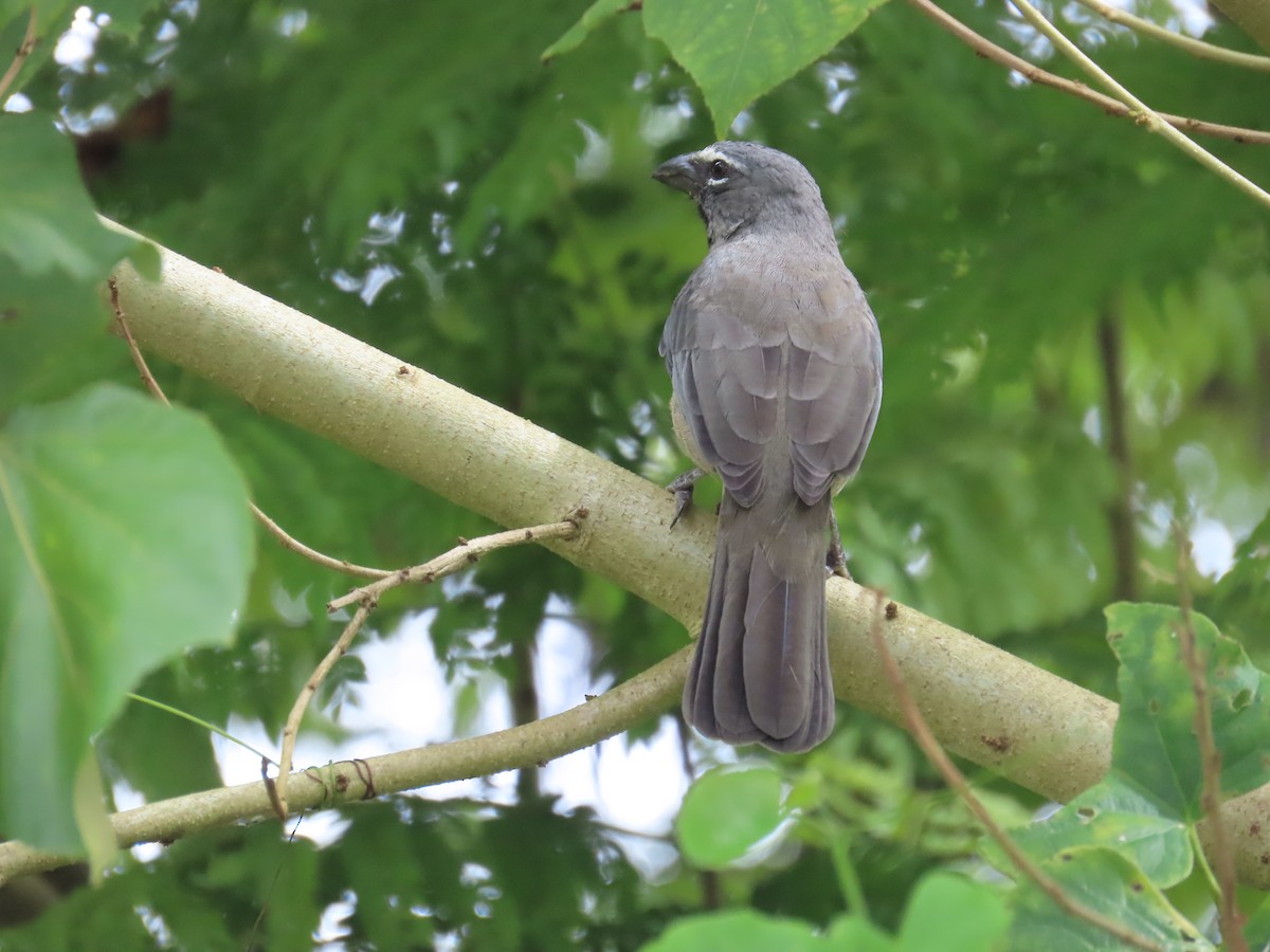 Olive-gray Saltator - ML645789447