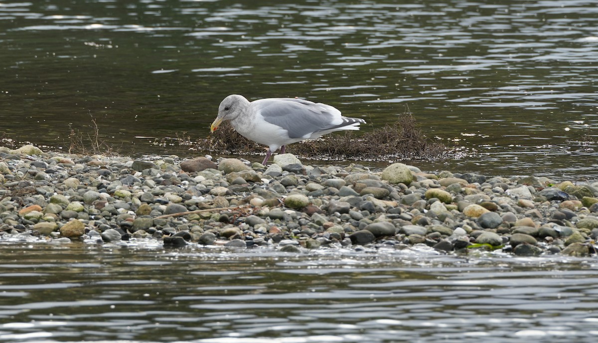 Glaucous-winged Gull - ML645789452