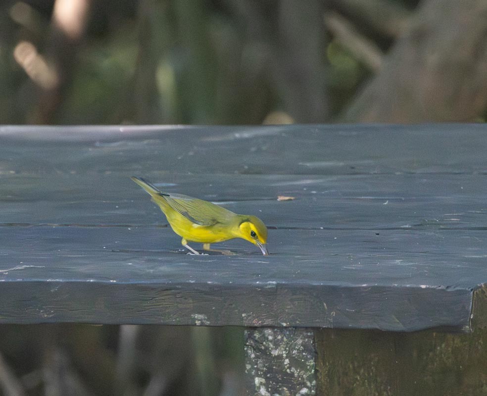 Hooded Warbler - ML645789453