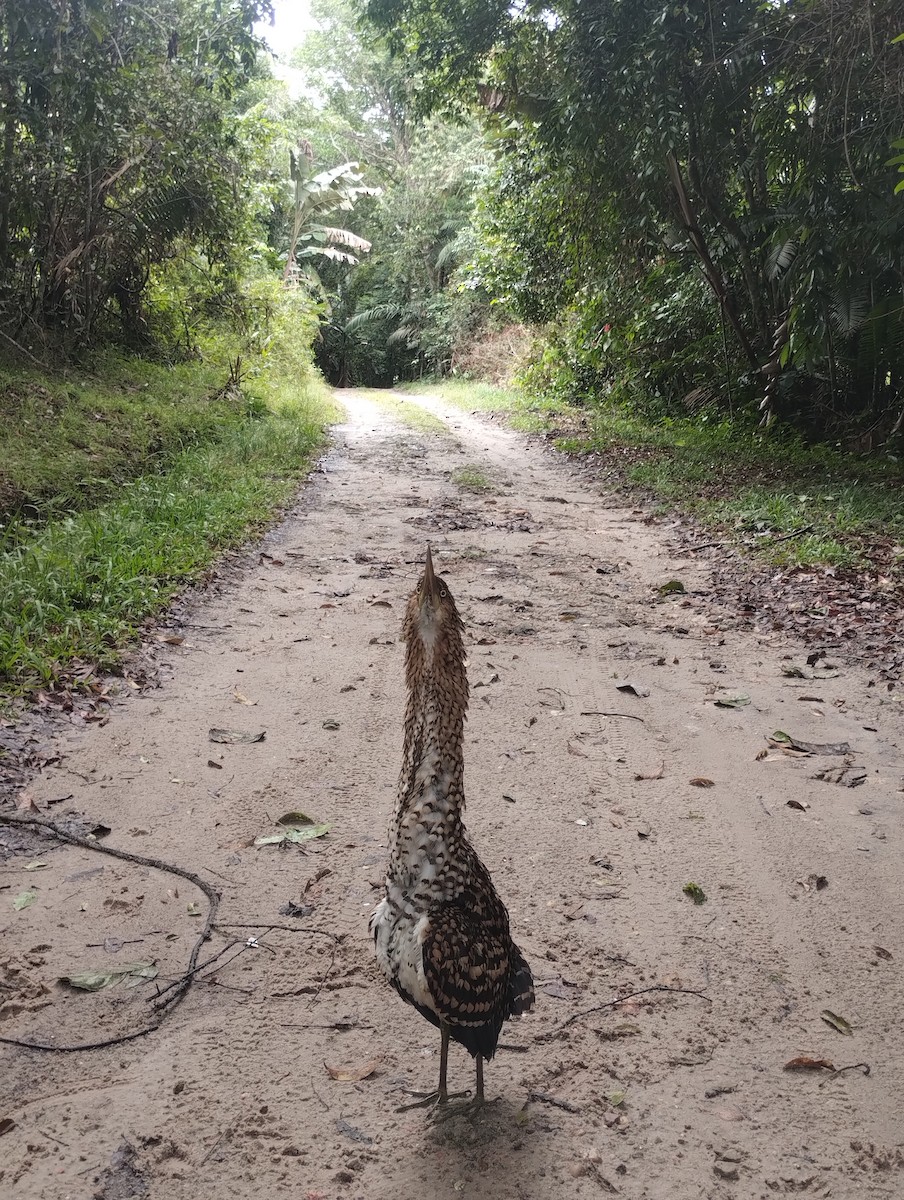 Rufescent Tiger-Heron - ML645789455