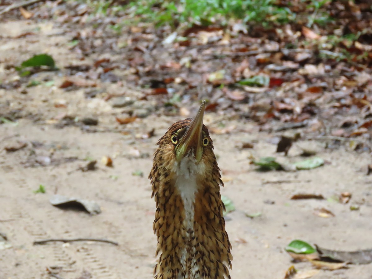 Rufescent Tiger-Heron - ML645789456
