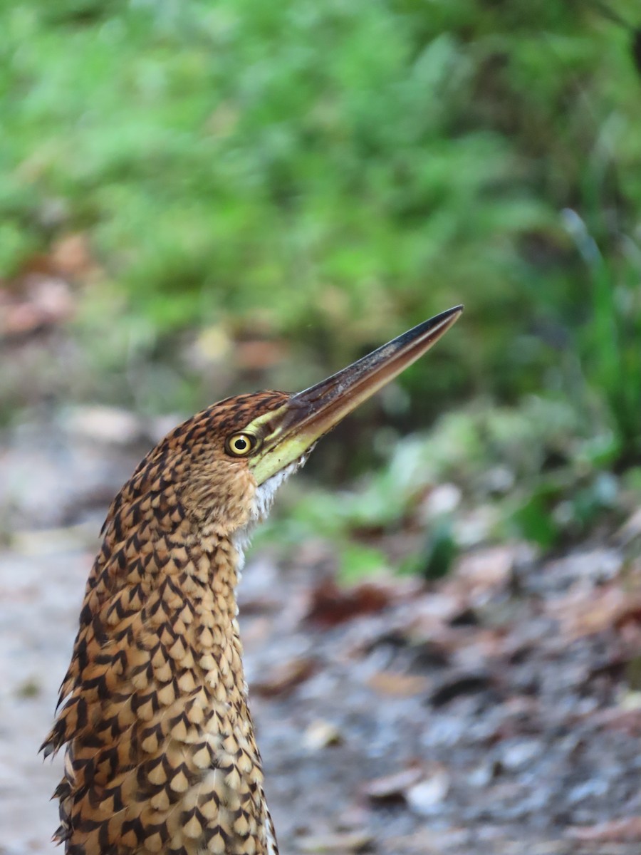 Rufescent Tiger-Heron - ML645789457