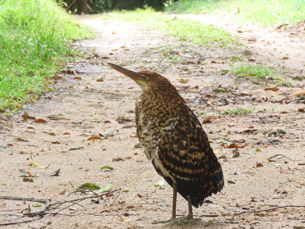 Rufescent Tiger-Heron - ML645789458