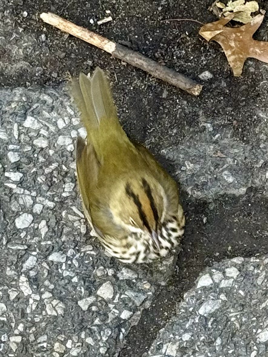Ovenbird - ML645789468