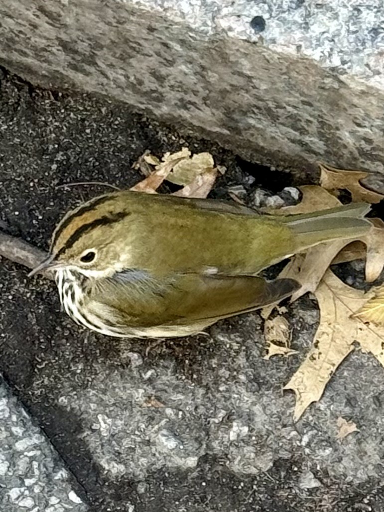Ovenbird - ML645789469