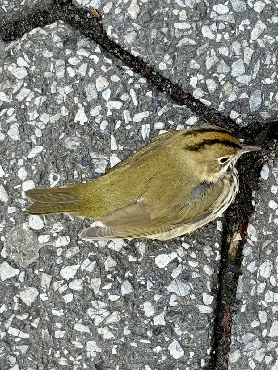 Ovenbird - ML645789470