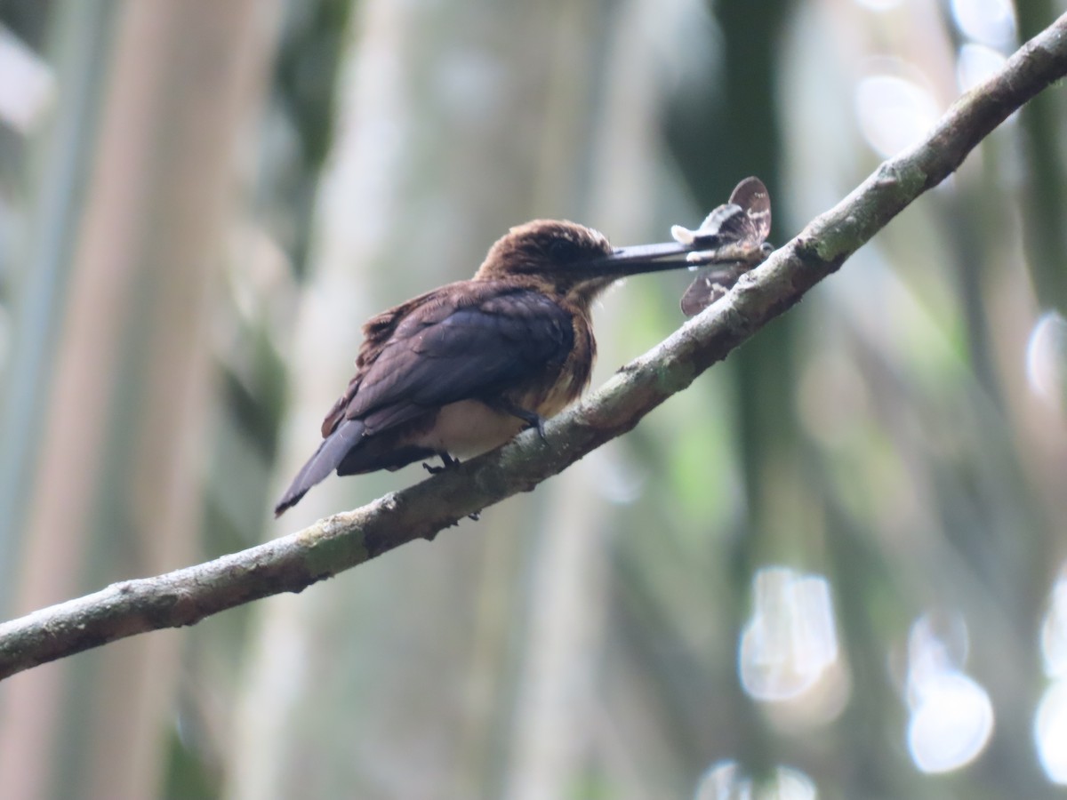 Brown Jacamar - ML645789475
