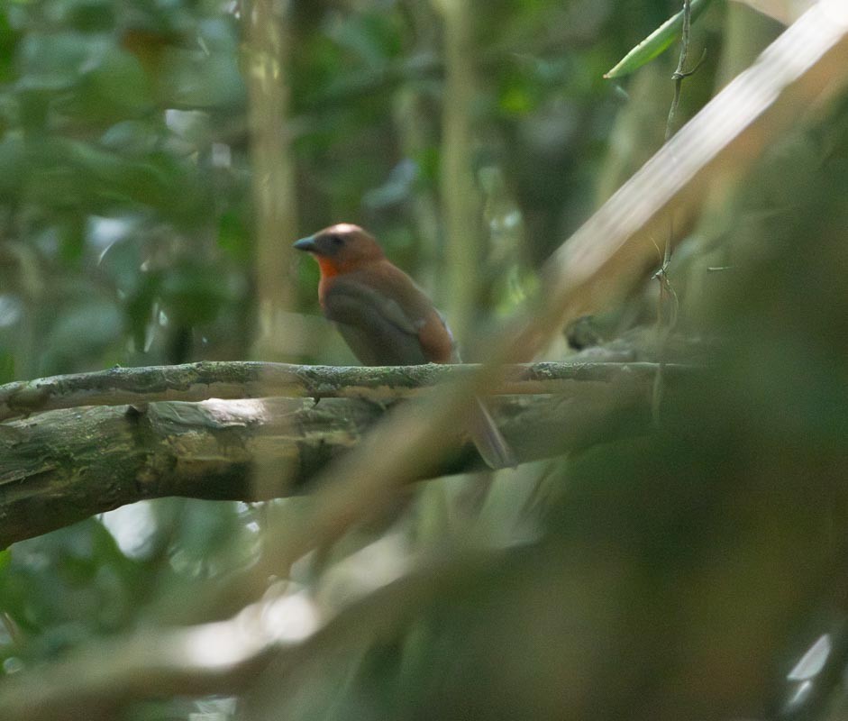 Red-throated Ant-Tanager - ML645789476
