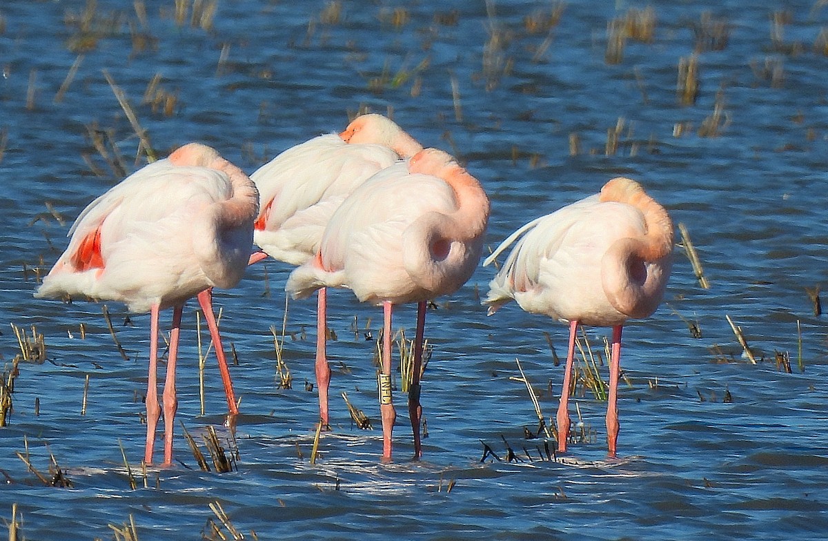 Greater Flamingo - ML645789479