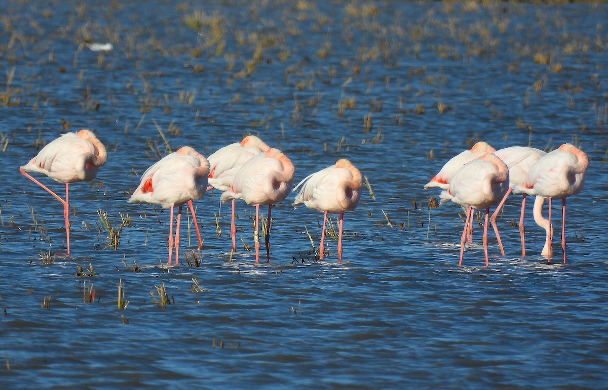 Greater Flamingo - ML645789480