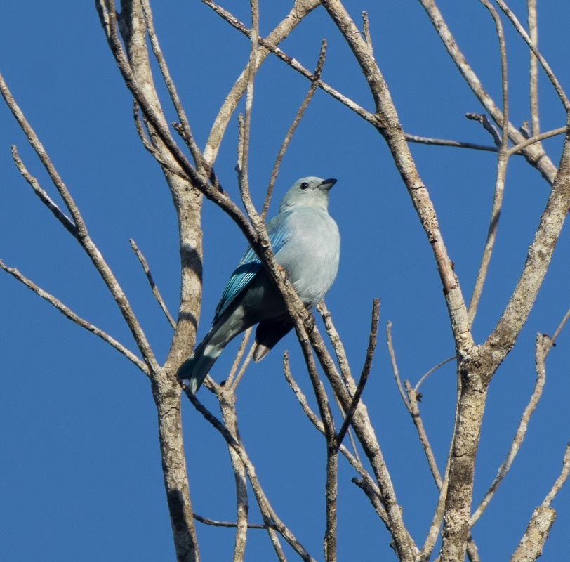 Blue-gray Tanager - ML645789486