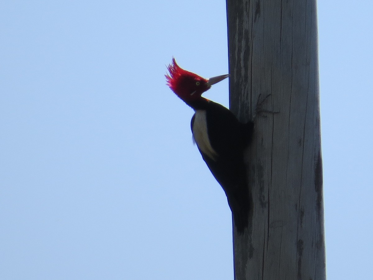 Cream-backed Woodpecker - ML645789488