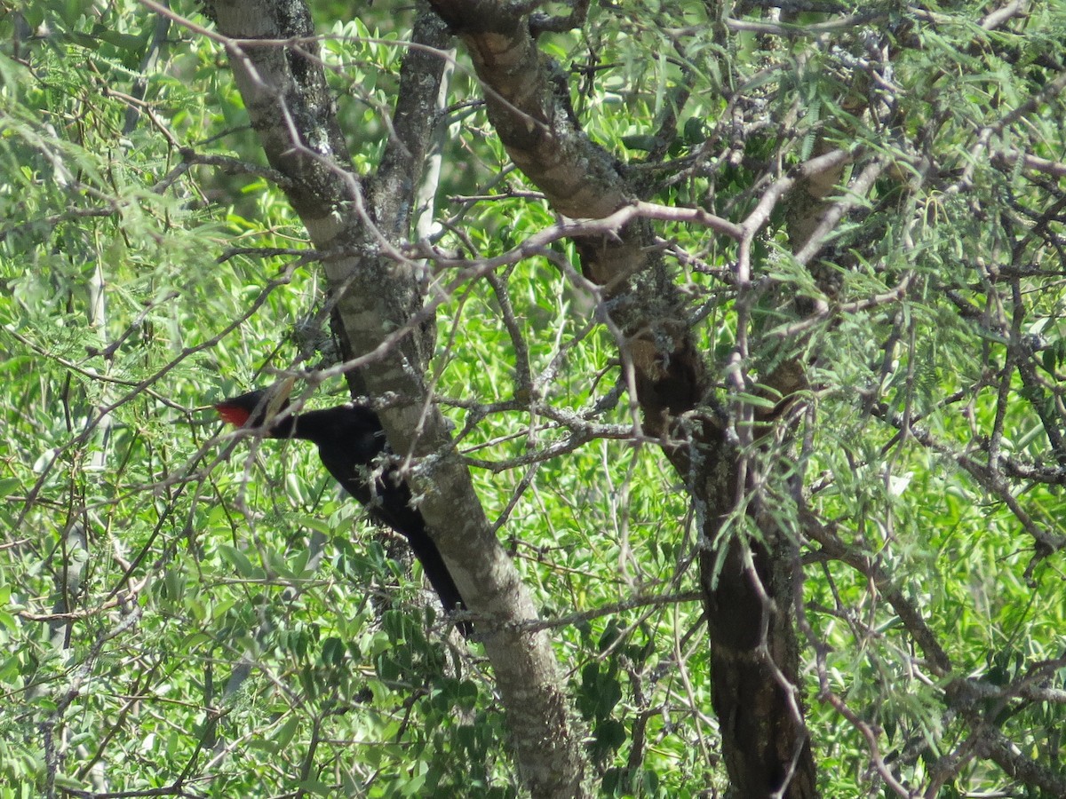 Cream-backed Woodpecker - ML645789490
