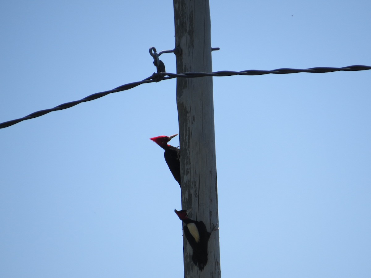 Cream-backed Woodpecker - ML645789491