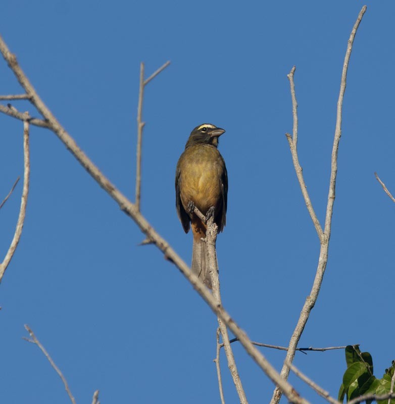 Cinnamon-bellied Saltator - ML645789496