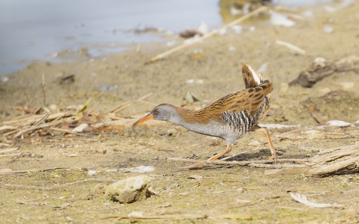 Water Rail - ML645789505