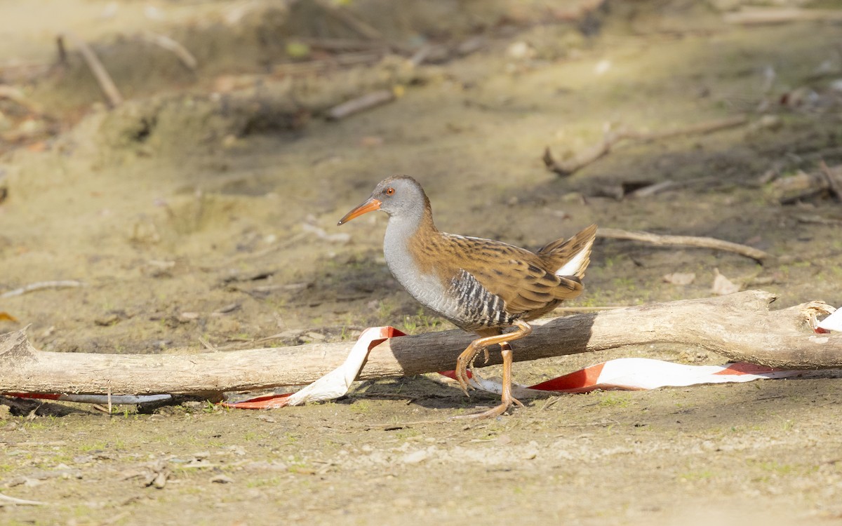 Water Rail - ML645789506