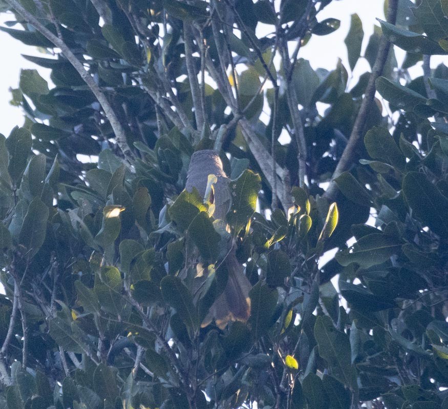 Rose-throated Tanager - ML645789508