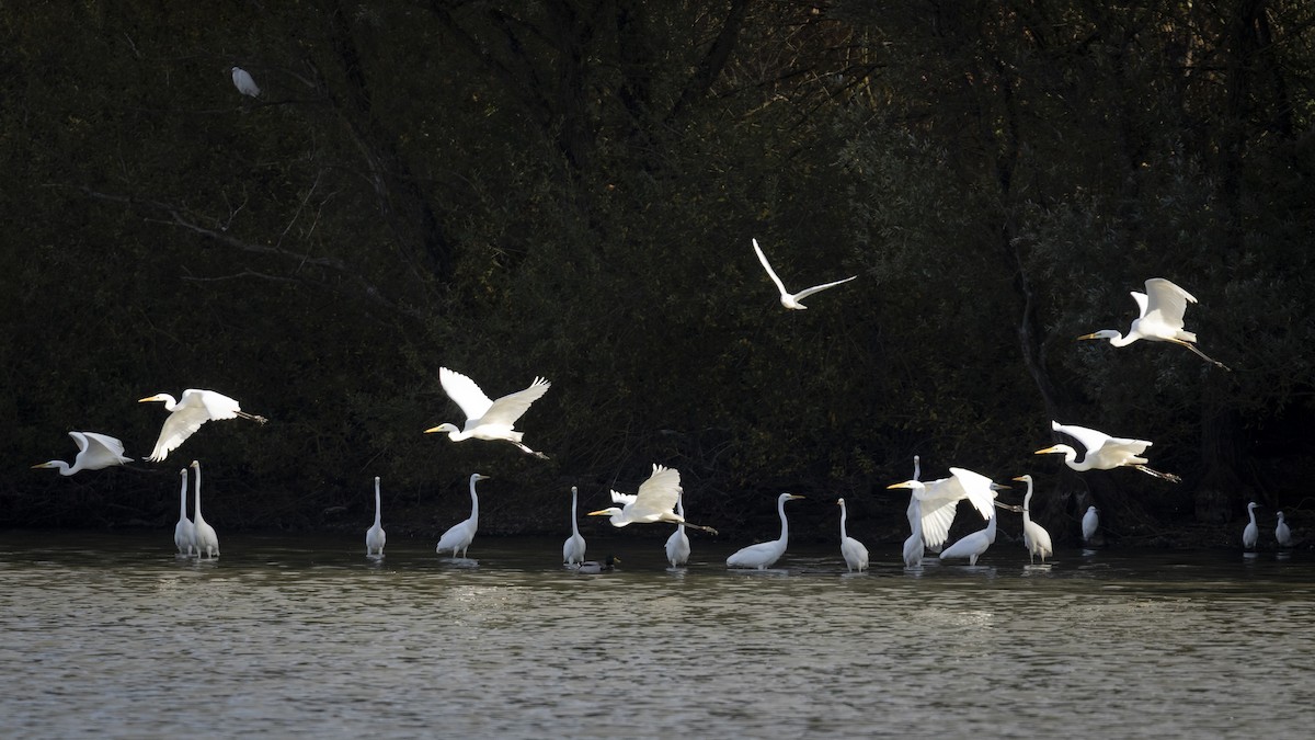 Great Egret - ML645789513