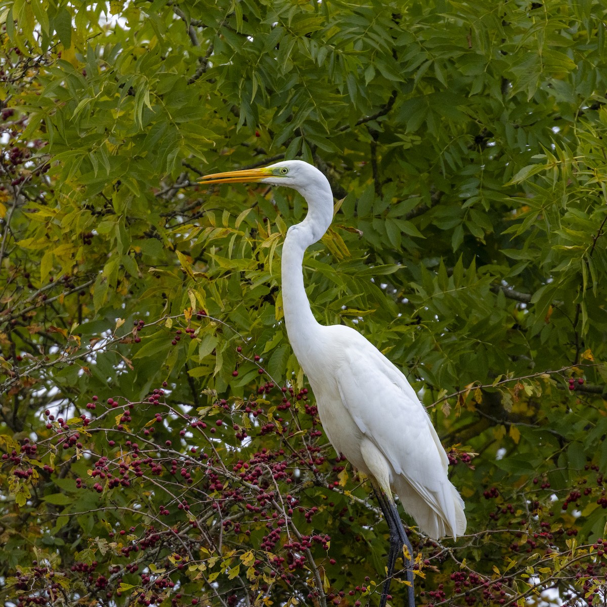 Great Egret - ML645789514