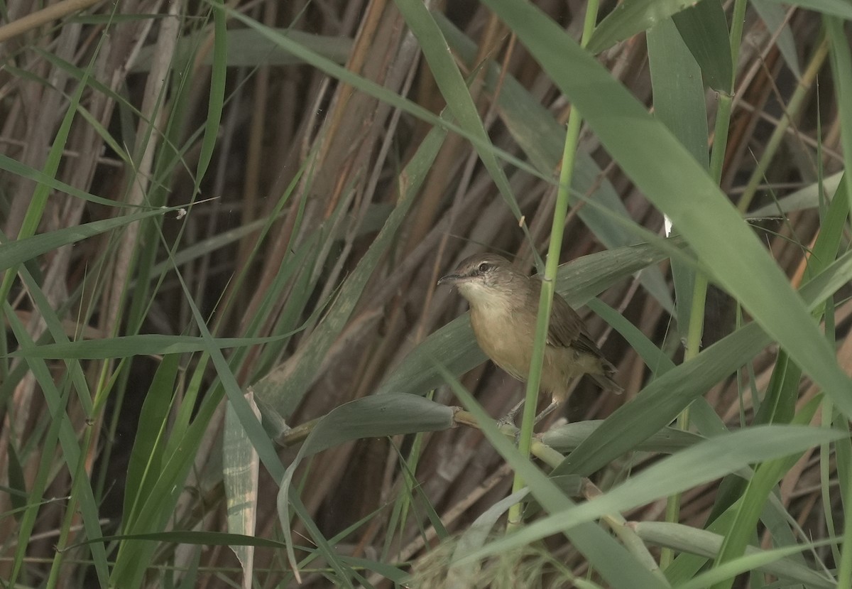 rákosník hlučnohlasý - ML645789518