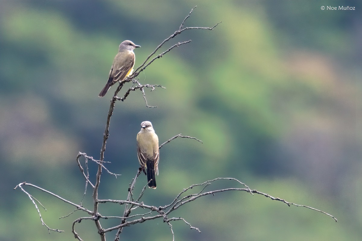 Western Kingbird - ML645789519