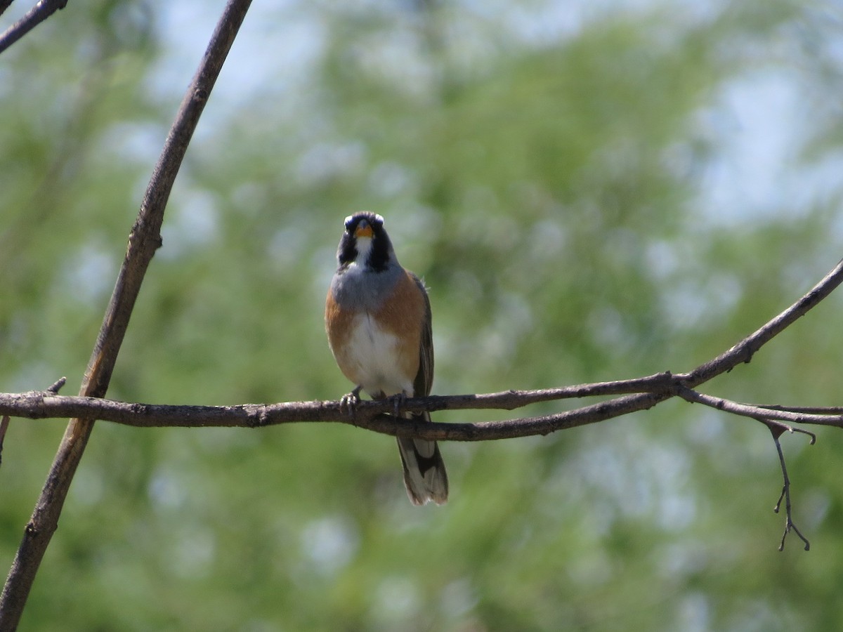 Many-colored Chaco Finch - ML645789520