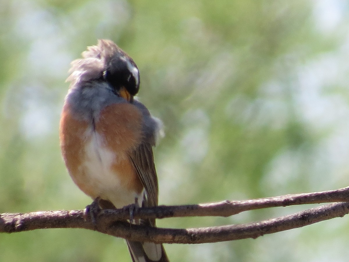 Many-colored Chaco Finch - ML645789521