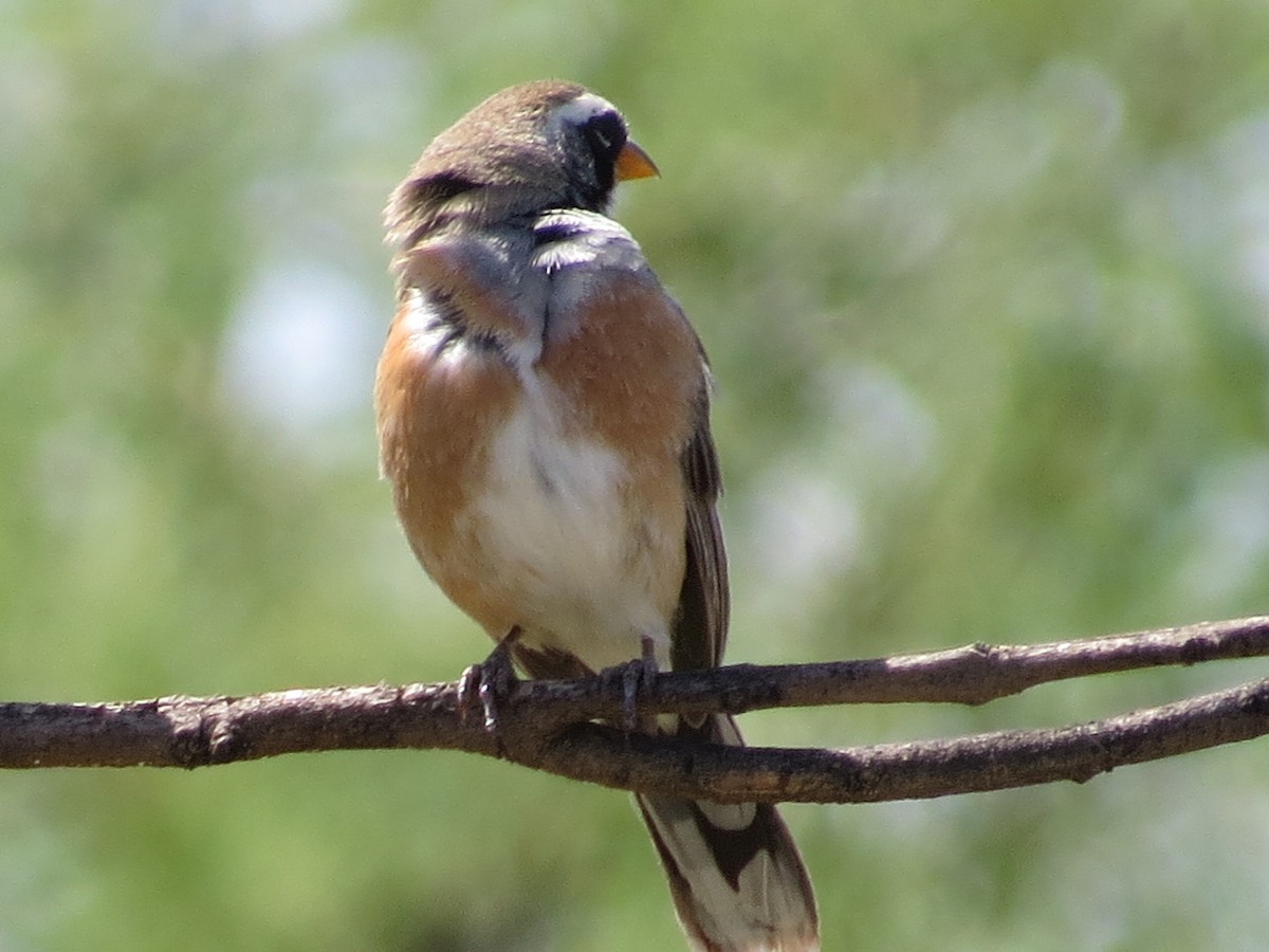 Many-colored Chaco Finch - ML645789522