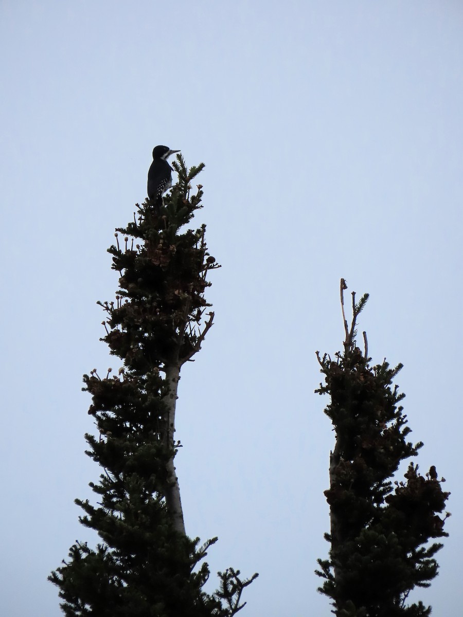 Black-backed Woodpecker - ML645789525