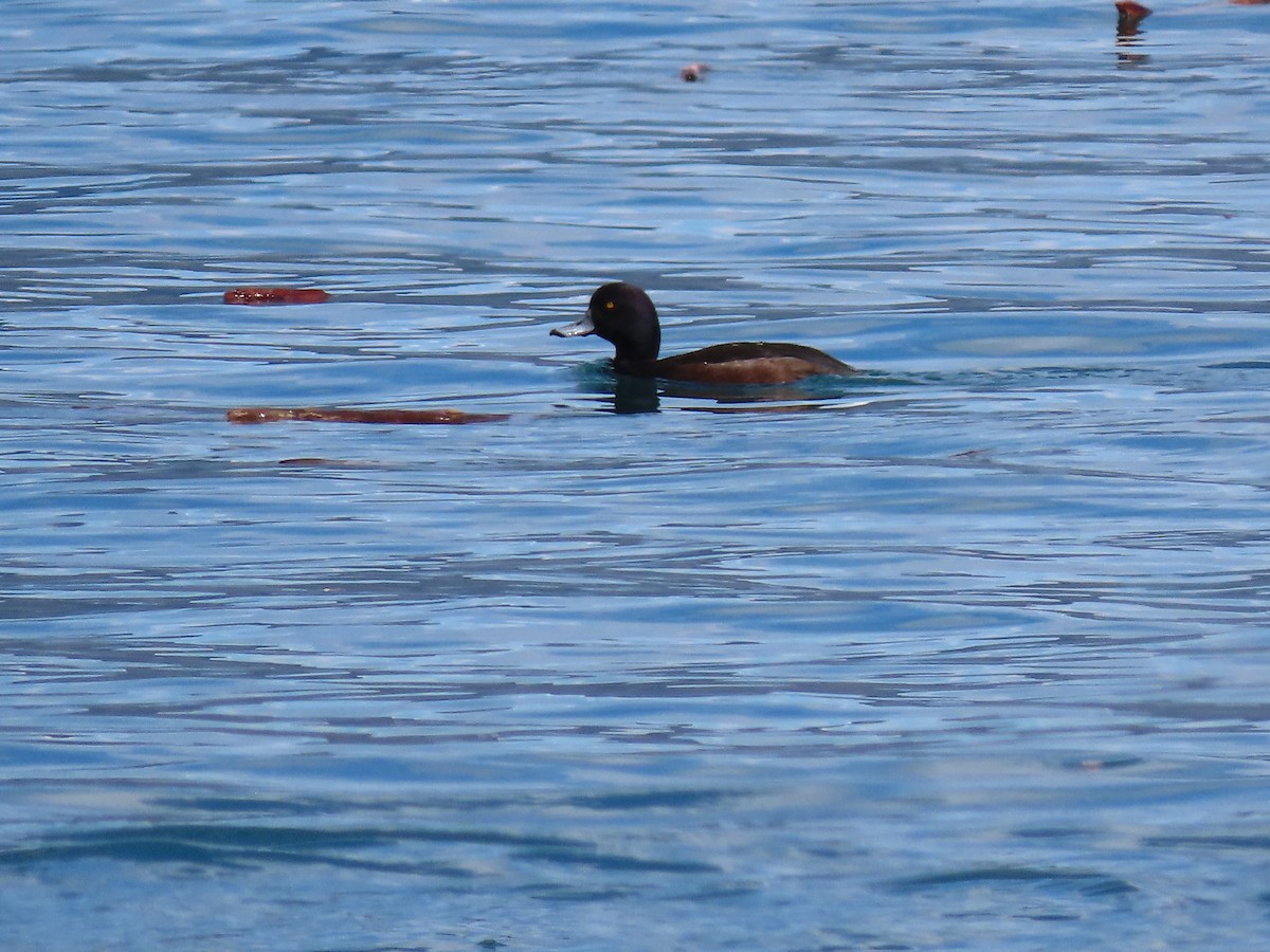 Yeni Zelanda Patkası - ML645789534