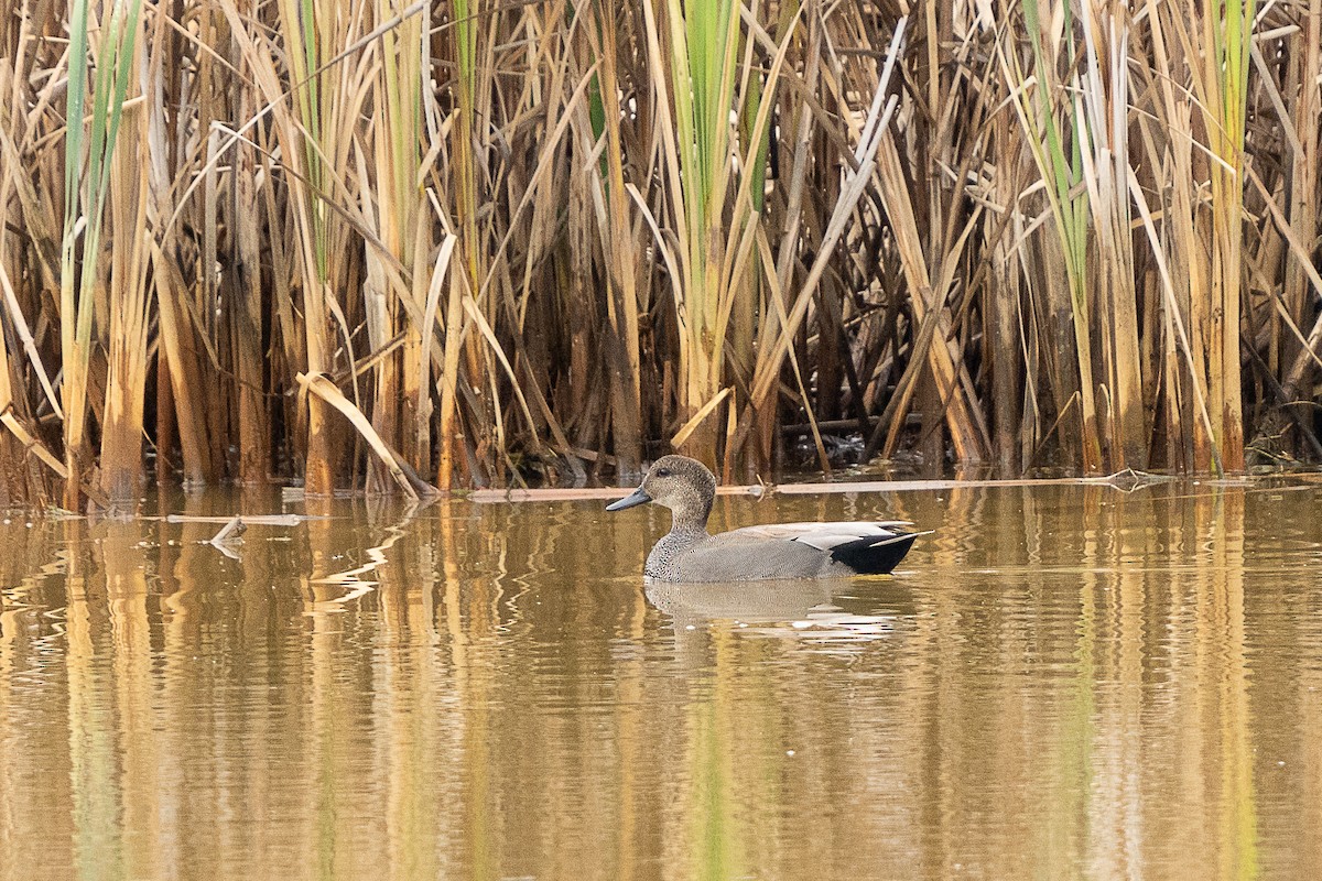 Gadwall - ML645789535