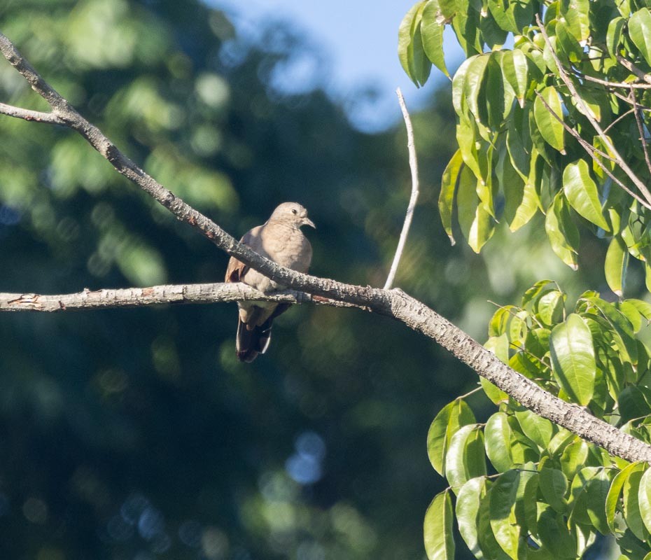 Ruddy Ground Dove - ML645789536