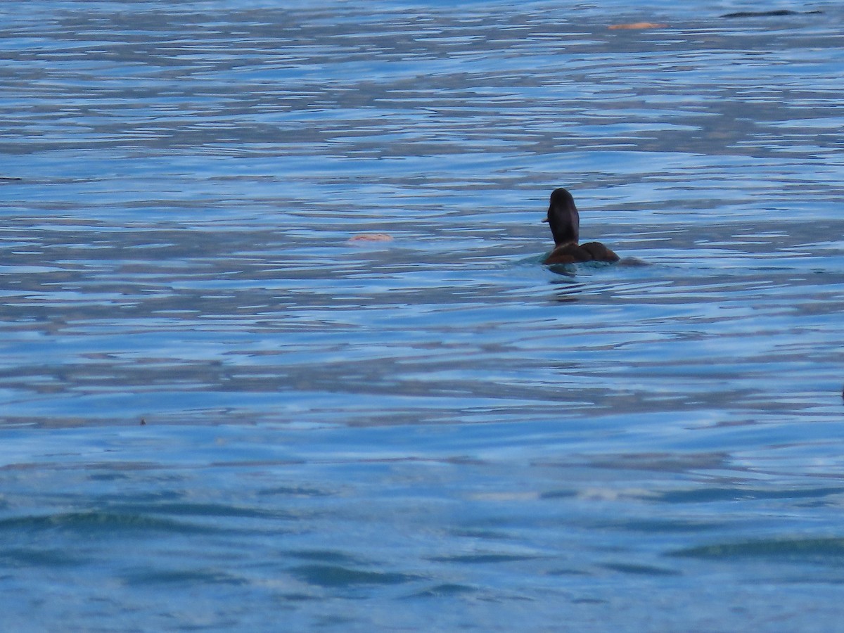 Yeni Zelanda Patkası - ML645789538