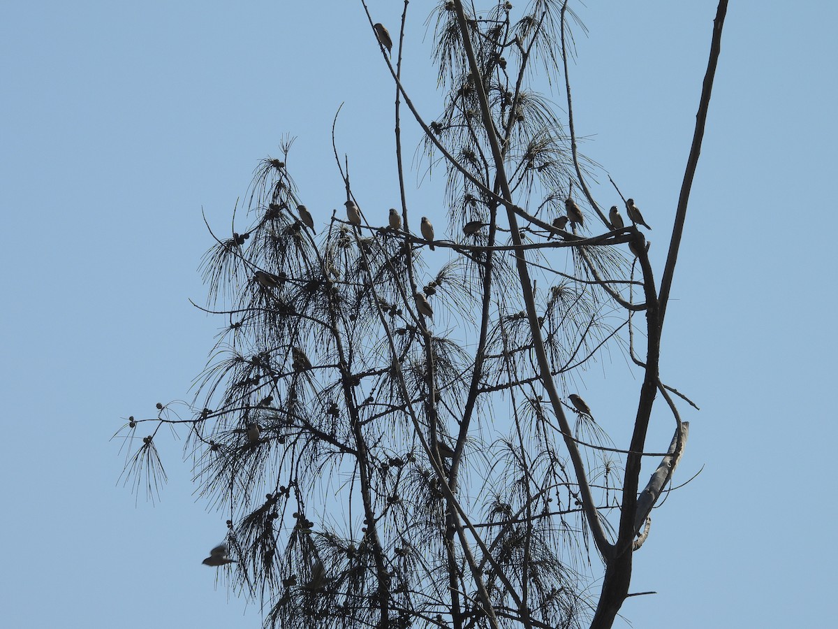 gassermannikin - ML645789540