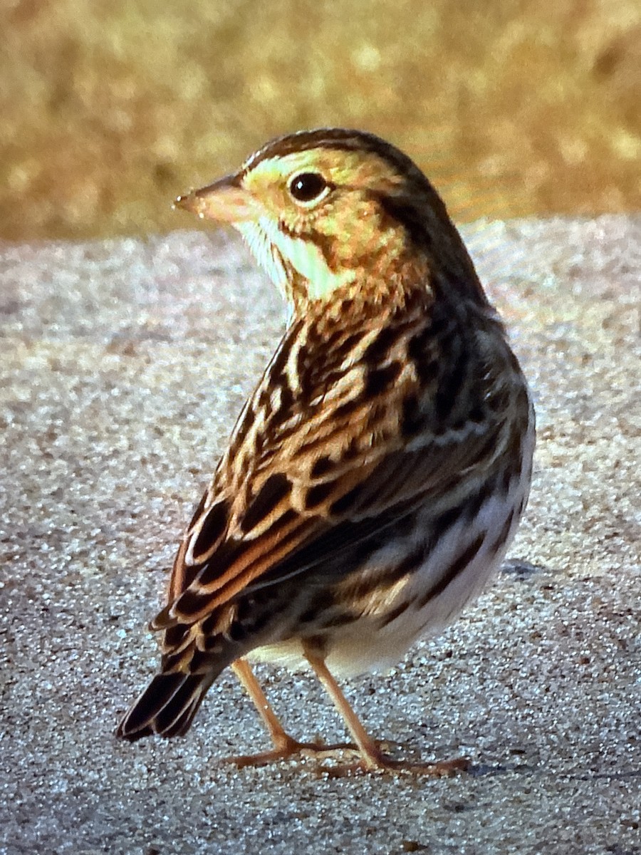 サバンナシトド - ML645789541