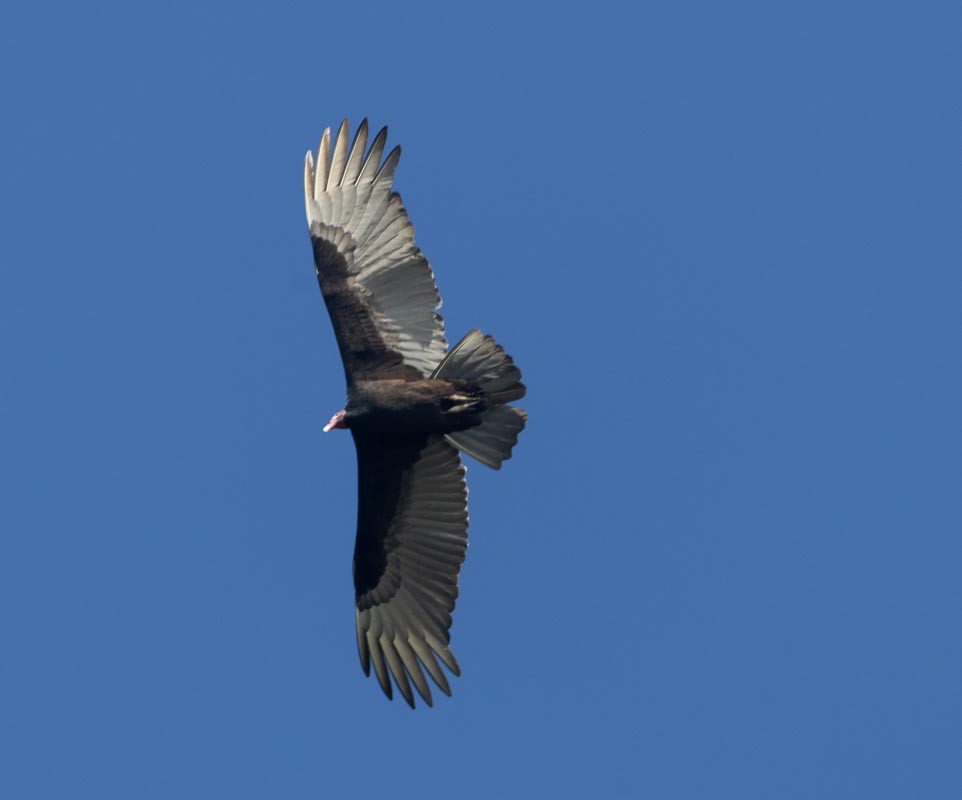 Turkey Vulture - ML645789545